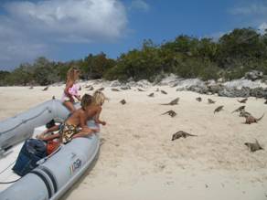 Het hele strand zit vol Leaf Cay.jpg