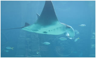 Manta in vogelvlucht