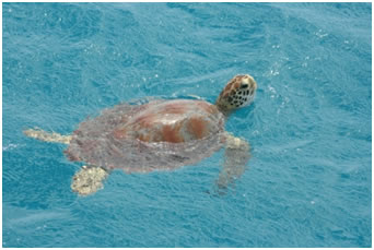 schildpad